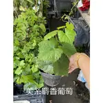 花花世界_水果苗 *美系麝香葡萄(阡插苗) *3吋盆/高15-25CM/約2-3年可結果 北部可種 冬季不落葉