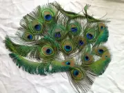 20 Itty Bitty Peacock Tail Feathers - Eye, Swallow, Sword each 6-12cm long
