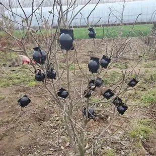 植物高壓盒果樹花木多功能扦插嫁接家用繁殖盒高空壓條生根球工具