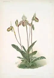 Cypripedium Argus by Joseph Sander Floral Print