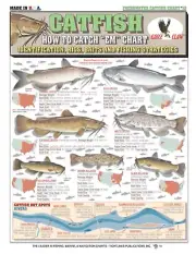 Catfish Fish Identification #13 (Rigs & Fishing Strategies) - Waterproof Guide