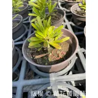 在飛比找蝦皮購物優惠-☆萬花叢★喬木植物【金鑽羅漢松】★3吋盆★兩種規格☆