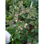 東大興農場 暖地小藍莓帶果 觀果植物 景觀植物 健康植物
