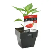 100mm Capsicum Snack Red - Capsicum annuum