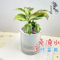 在飛比找蝦皮購物優惠-【小品文化】大理石竹芋【現貨】3吋條紋圓免澆水盆栽 懶人盆栽