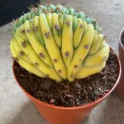 10CM Succulent Cactus Live Plant Cereus Pachanoi Variegated Cristata Beautiful