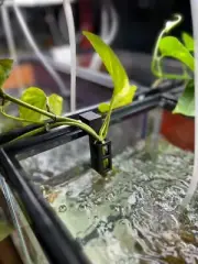 Mini Aquarium Plant Holder for 10 gallon Fish Tanks Pothos Plant Holder 3D