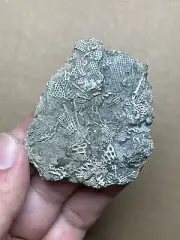27g Cambrian bryozoan Marine organisms Geologic rock specimen