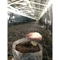 在飛比找蝦皮購物優惠-[中菇一包200元] [魚池香菇]