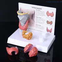 在飛比找蝦皮商城精選優惠-Yx人體解剖甲狀腺模型病理學解剖消化系統展示
