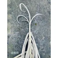 在飛比找蝦皮購物優惠-🌿空氣鳳梨實生樹猴 【Tillandsia duratii】