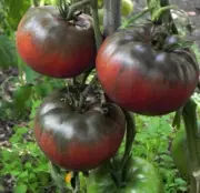 Tomato seёds MIKADO BLACK, 75 organic rare seёds-610B + TRACK №