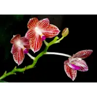 在飛比找蝦皮購物優惠-Phal. javanica x self原生種蘭花爪哇瓶苗