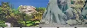 Rock Tree Bkgdr Dble Sided 19 X 50 Null