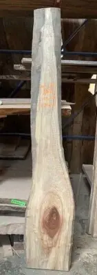 Camphor Laurel 2m slab with live edge great shelf or grazing boards GNT228