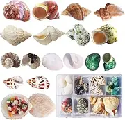 Hermit Crab Shells 17PCS Large Medium Small Growth Turbo Seashells for Natural Hermit Crab Supplies Sea Conch Various Openning Size 0.5-2 Inch