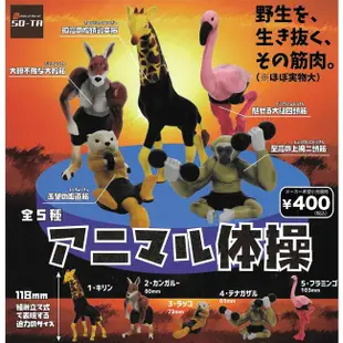全套5款 動物體操公仔 扭蛋 轉蛋 健美動物 肌肉動物 日本正版【781928】 (4.9折)