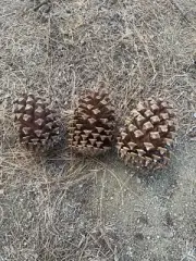 Large Coulter pine cones, Enormous 6" to 8" long, up to 6" wide&(three Pieces)&￼