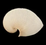 Sea shells Argonauta argo 212mm GIant Aquarium Decoration Products