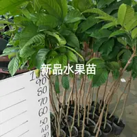 在飛比找蝦皮購物優惠-大果龍貢3株免運費 大果龍貢 龍貢 高壓苗 水果苗 批發 零