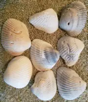 1 lb ( 16 US oz) 1 1/2" To 2" Treasure Coast Florida Sea Shells