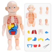 Human Body Anatomy Toy Preschool Educational Organ Hot Toy Assembled DIY Gift t