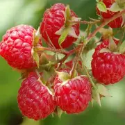 SUN RIPENED BERRY Fragrance Oil for making Candles, Soaps, Wax Melts etc.