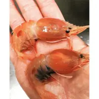 在飛比找蝦皮購物優惠-花食間海鮮專賣 台灣牡丹蝦 蝦母 現撈牡丹蝦