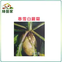 在飛比找Yahoo奇摩購物中心優惠-【綠藝家】C02.春雪白蘿蔔種子8克(約700顆)