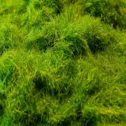 Static Grass 5mm Green Late Spring 900ml – Model Scenery Ground Cover