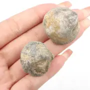 1pc Devonian Shell Fossil Scallop Stone No Hole Conch Brachiopod Animal Fossils