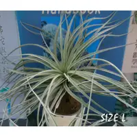 在飛比找蝦皮購物優惠-棉花糖 TILLANDSIA COTTON CANDY