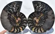 RARE 1-n-100 BLACK Ammonite PAIR XXL Crystals 110myo FOSSIL 183mm 7.2" 3073xx