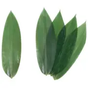 Bamboo Leaves Decoration for Sushi Roller Plate Vacuum Packed 12.25 x 3.5" Fresh