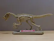 Chap Mei Dino-Valley Velociraptor Skeleton Model