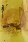 Nice Large WINGED TERMITE Isoptera Inclusion Genuine BALTIC AMBER 4.4gr 180315
