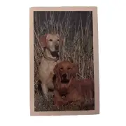 Postcard Dogs Print The Doris Day Animal League Washington DC