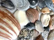 41 Natural Clam Shell smooth seashell frags beach jewelry pebble art craft cabs