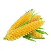 Corn Sweet - Golden Bantam seeds
