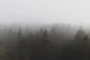 Forest Photography Print - Treetops in Fog at Clingmans Dome in Great Smokies NC
