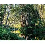 Tiny Grey Gum Summary