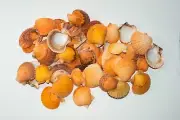 Orange Pecten Sea Shell Beach Craft Scallop 2" - 3" (200 pcs) #JC-31