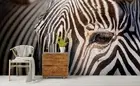 3D Zebra Closeup Wallpaper Wall Mural Removable Self-adhesive 130