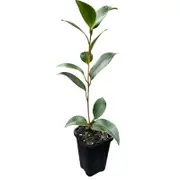 70mm Camellia Margaret Davis - Camellia japonica