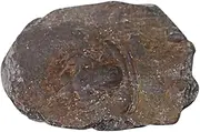 Healifty Trilobite Specimen Model Decor for Boys and Girls Table Adornment Educational Tool Safe Material Paleontology