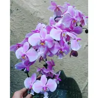 在飛比找蝦皮購物優惠-phal .schilleriana 銀葉西蕾麗蝴蝶蘭/會香