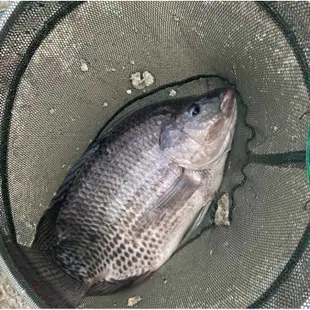 《買五送一》🐟吳郭魚最愛的青荻🐟青荻 水草 青苔 吳郭魚最愛 福壽魚最愛 釣魚 魚餌 釣蝦