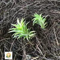 在飛比找蝦皮購物優惠-🌿空氣鳳梨 日本第一【Tillandsia neglecta