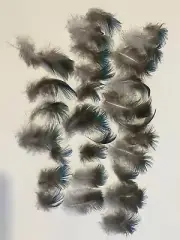 Small Peacock Feathers Lot Of 30 1-3 Inch Sizes