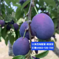 在飛比找蝦皮購物優惠-【正宗】大果西梅藍蜜-嫁接苗，紫色蜜棗李.西梅藍蜜.3代大果